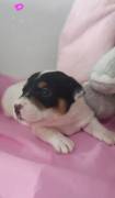 Cuccioli Jack Russell 