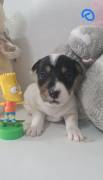 Cuccioli Jack Russell 