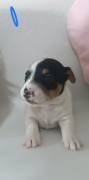 Cuccioli Jack Russell 