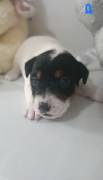 Cuccioli Jack Russell 