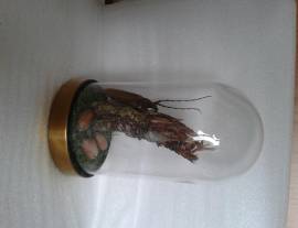 Campana di vetro con insetto tropicale