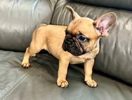 ULTIMI Cuccioli Bouledogue Francese