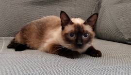 GATTINA SIAMESE