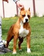 American Staffordshire Terrier 