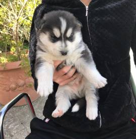 Cuccioli di siberian hasky 