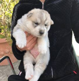 Cuccioli di siberian hasky 