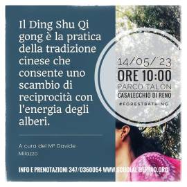 corsi di qigong con gli alberi