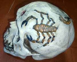 Vendo riproduzione di teschio (cranio con scorpione)