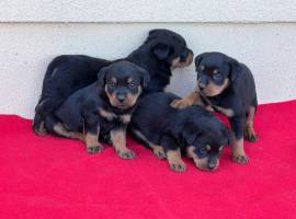 Regalo cuccioli Rottweiler