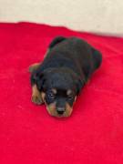 Regalo cuccioli Rottweiler