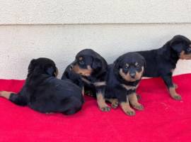 Regalo cuccioli Rottweiler