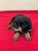 Regalo cuccioli Rottweiler