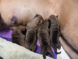 Cuccioli di Alano Fulvo