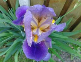 vendo piantine di Iris germanica (giaggiolo paonazzo) in vasi da trapianto