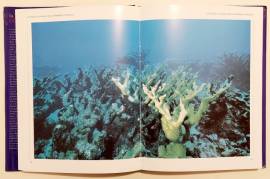 La barriera corallina di Jeremy Stafford-Deitsch Edizioni Edison 1992