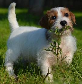 Jack Russell Terrier - Cuccioli Altamente Selezionati