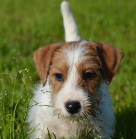 Jack Russell Terrier - Cuccioli Altamente Selezionati