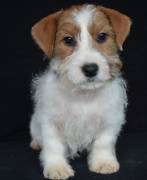 Jack Russell Terrier - Cuccioli Altamente Selezionati