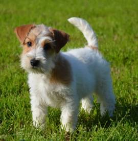 Jack Russell Terrier - Cuccioli Altamente Selezionati