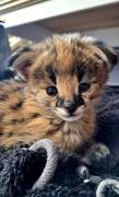 Gatti Savannah Serval e Caracal