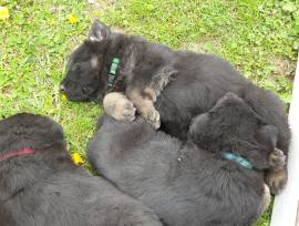 VENDO CUCCIOLI DI PASTORE TEDESCO DA LAVORO