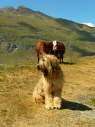 Pastore Bergamasco