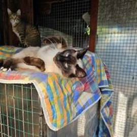 Cerco supporto per rifugio animali