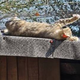 Cerco supporto per rifugio animali
