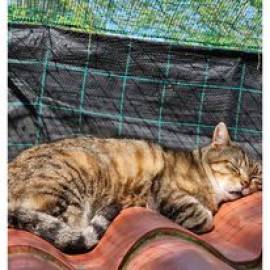 Cerco supporto per rifugio animali
