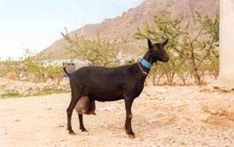 Vendita 170 cabras Murcianas en España