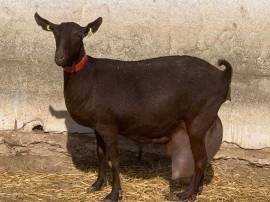 Vendita 170 cabras Murcianas en España