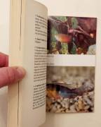 L'ABC DELL'ACQUARIO TROPICALE: D'ACQUA DOLCE DI MAURO MARIANI ED.DE VECCHI EDITORE, 1993 COME NUOVO 