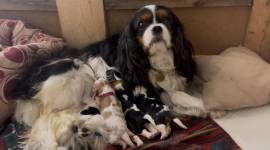 Cavalier King