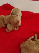 Cuccioli Barboncino Toy