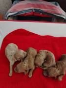 Cuccioli Barboncino Toy