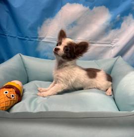 cucciolo di Chihuahua bianco e lilac pelo lungo maschio