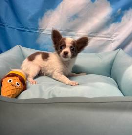 cucciolo di Chihuahua bianco e lilac pelo lungo maschio