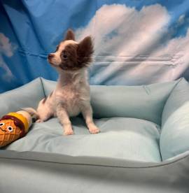 cucciolo di Chihuahua bianco e lilac pelo lungo maschio