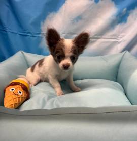 cucciolo di Chihuahua bianco e lilac pelo lungo maschio