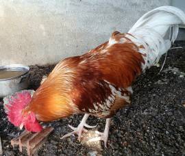 Gallo