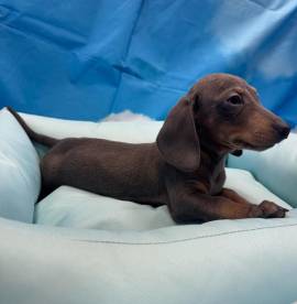 cucciolo di Bassotto blu maschio 