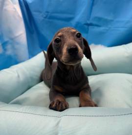cucciolo di Bassotto blu maschio 