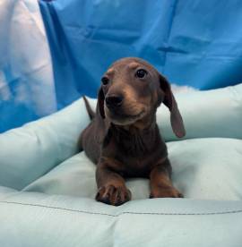 cucciolo di Bassotto blu maschio 