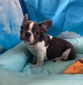 cucciolo di Bouledogue Francese bianco e blu maschio 