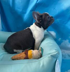 cucciolo di Bouledogue Francese bianco e blu maschio 