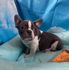 cucciolo di Bouledogue Francese bianco e blu maschio 