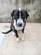 Cagnolino cerca Adozione 