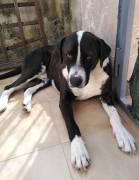 Cagnolino cerca Adozione 