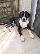 Cagnolino cerca Adozione 