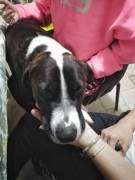 Cagnolino cerca Adozione 